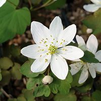 Anemonella thalictroides 